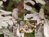 Sphingonotus sp.